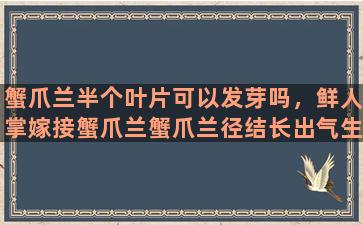 蟹爪兰半个叶片可以发芽吗，鲜人掌嫁接蟹爪兰蟹爪兰径结长出气生根怎么办