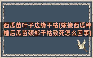 西瓜苗叶子边缘干枯(嫁接西瓜种植后瓜苗颈部干枯致死怎么回事)