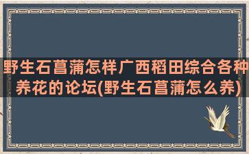 野生石菖蒲怎样广西稻田综合各种养花的论坛(野生石菖蒲怎么养)