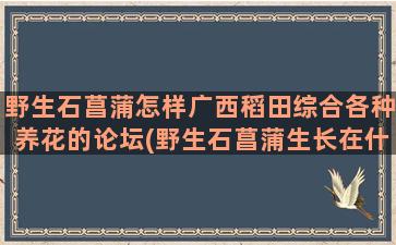 野生石菖蒲怎样广西稻田综合各种养花的论坛(野生石菖蒲生长在什么地方)