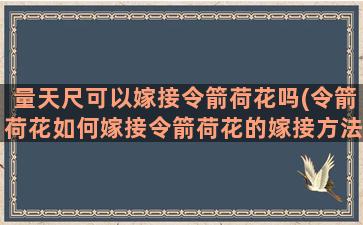 量天尺可以嫁接令箭荷花吗(令箭荷花如何嫁接令箭荷花的嫁接方法技巧)