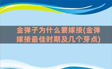 金弹子为什么要嫁接(金弹嫁接最佳时期及几个芽点)