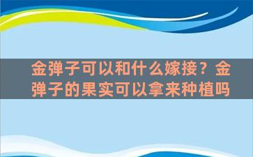 金弹子可以和什么嫁接？金弹子的果实可以拿来种植吗