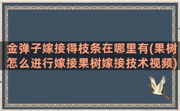 金弹子嫁接得枝条在哪里有(果树怎么进行嫁接果树嫁接技术视频)