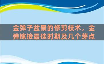 金弹子盆景的修剪枝术，金弹嫁接最佳时期及几个芽点