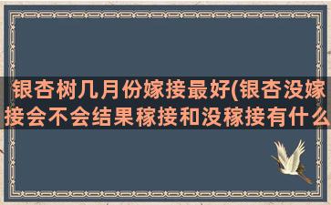 银杏树几月份嫁接最好(银杏没嫁接会不会结果稼接和没稼接有什么区别)