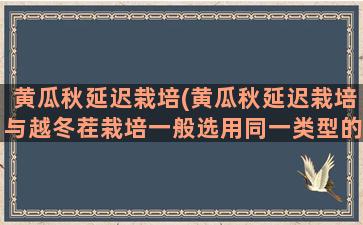 黄瓜秋延迟栽培(黄瓜秋延迟栽培与越冬茬栽培一般选用同一类型的品种)