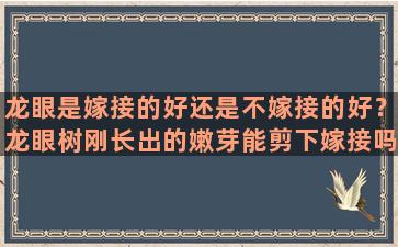 龙眼是嫁接的好还是不嫁接的好？龙眼树刚长出的嫩芽能剪下嫁接吗